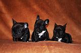 BOULEDOGUE FRANCAIS 787
